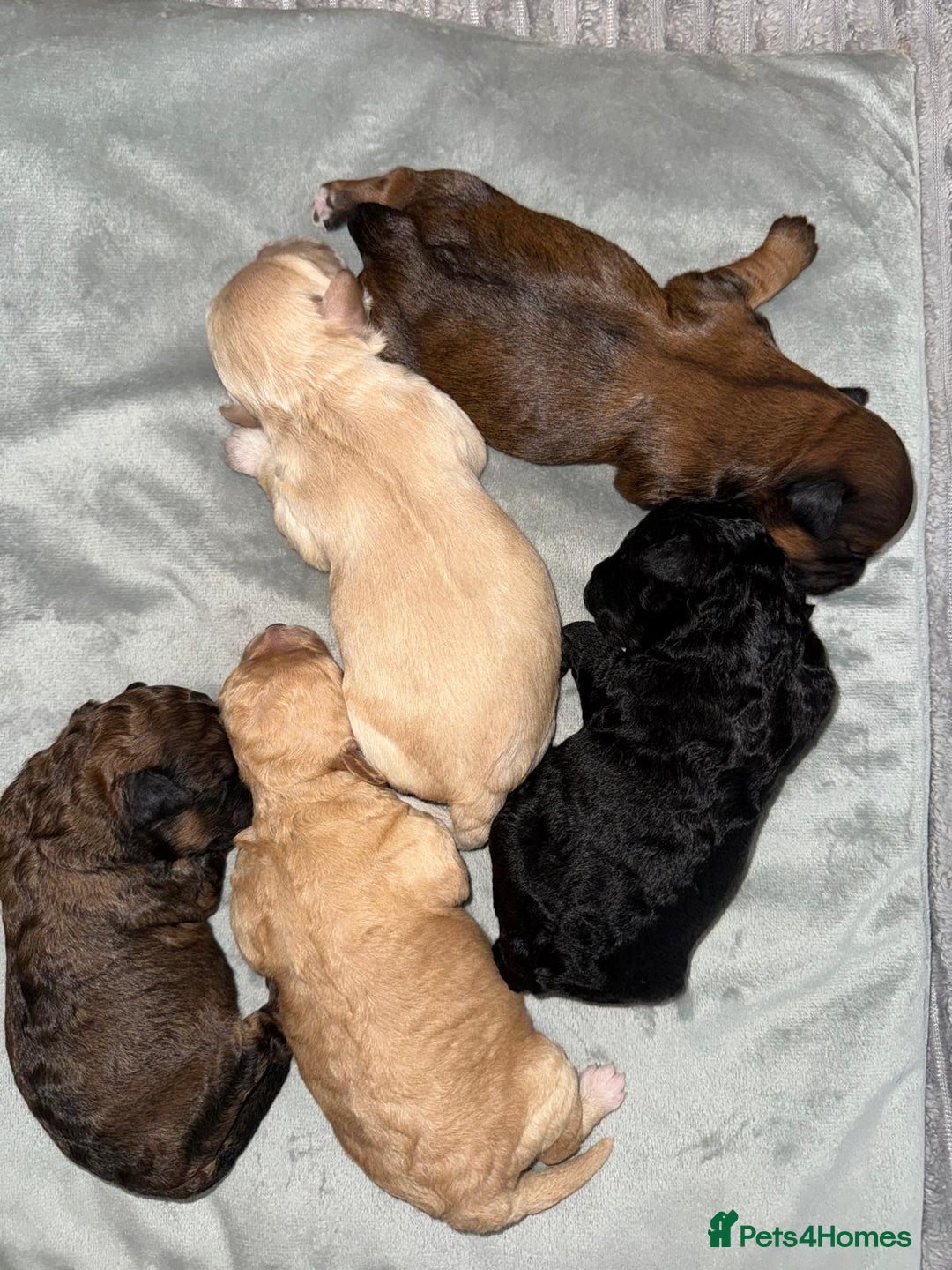 Cavachon dogs for sale:  🐶✨Cavapoochon Puppies ready to reserve 🐶✨ - Image 1