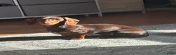 Miniature Dachshund dogs for sale: Choc brown miniature dachshund  - Advert 3