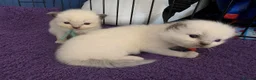 Ragdoll cats for sale: TICA/GCCF registered ragdoll kittens - Advert 3