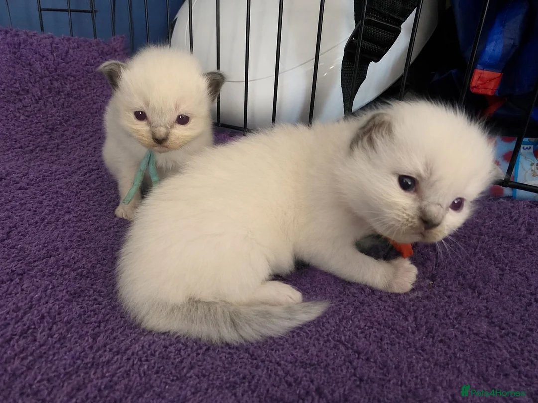 Ragdoll cats for sale: TICA/GCCF registered ragdoll kittens - Advert 3