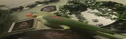 Parakeets birds for sale: Beautiful Female Alexandrine Parakeet – Zelda  - Advert 4