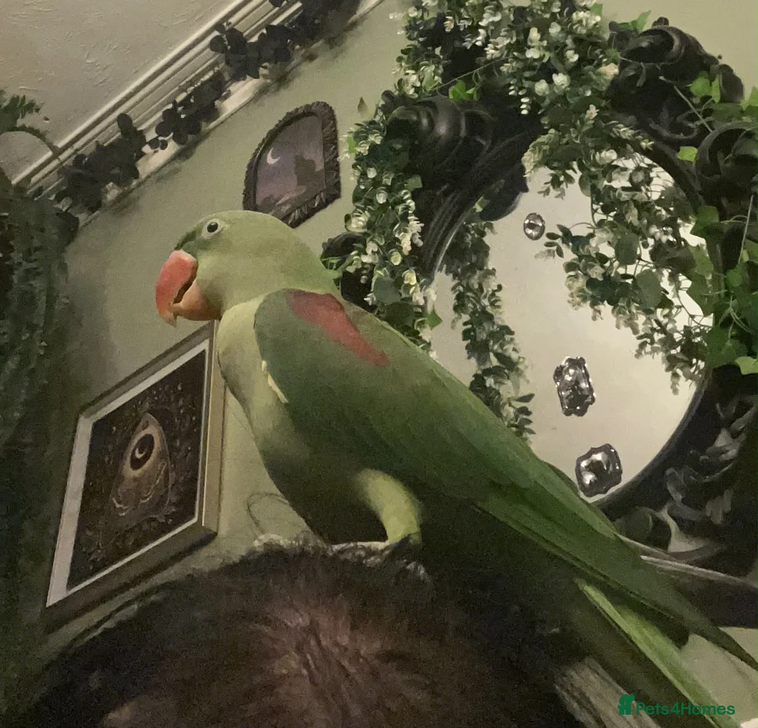 Parakeets birds for sale: Beautiful Female Alexandrine Parakeet – Zelda  - Advert 4