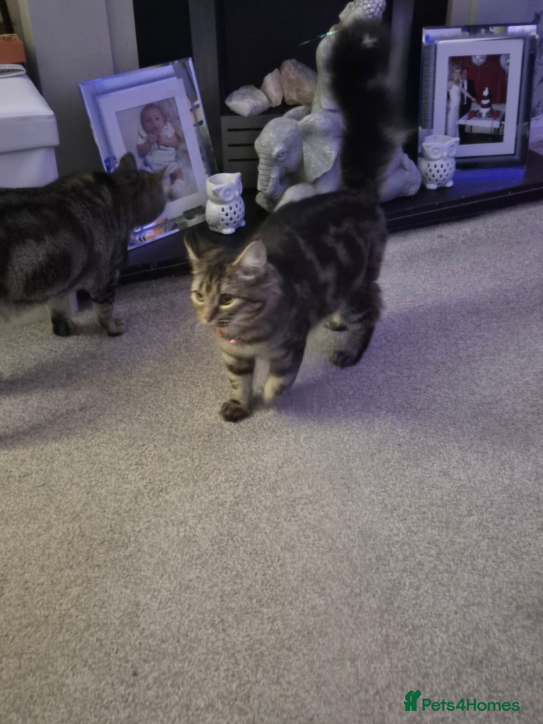 Bengal cats for sale: Beautiful Bengal X Maine Coon - Advert 6