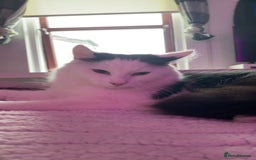 Mixed Breed cats for sale: urgent rehome - Advert 2