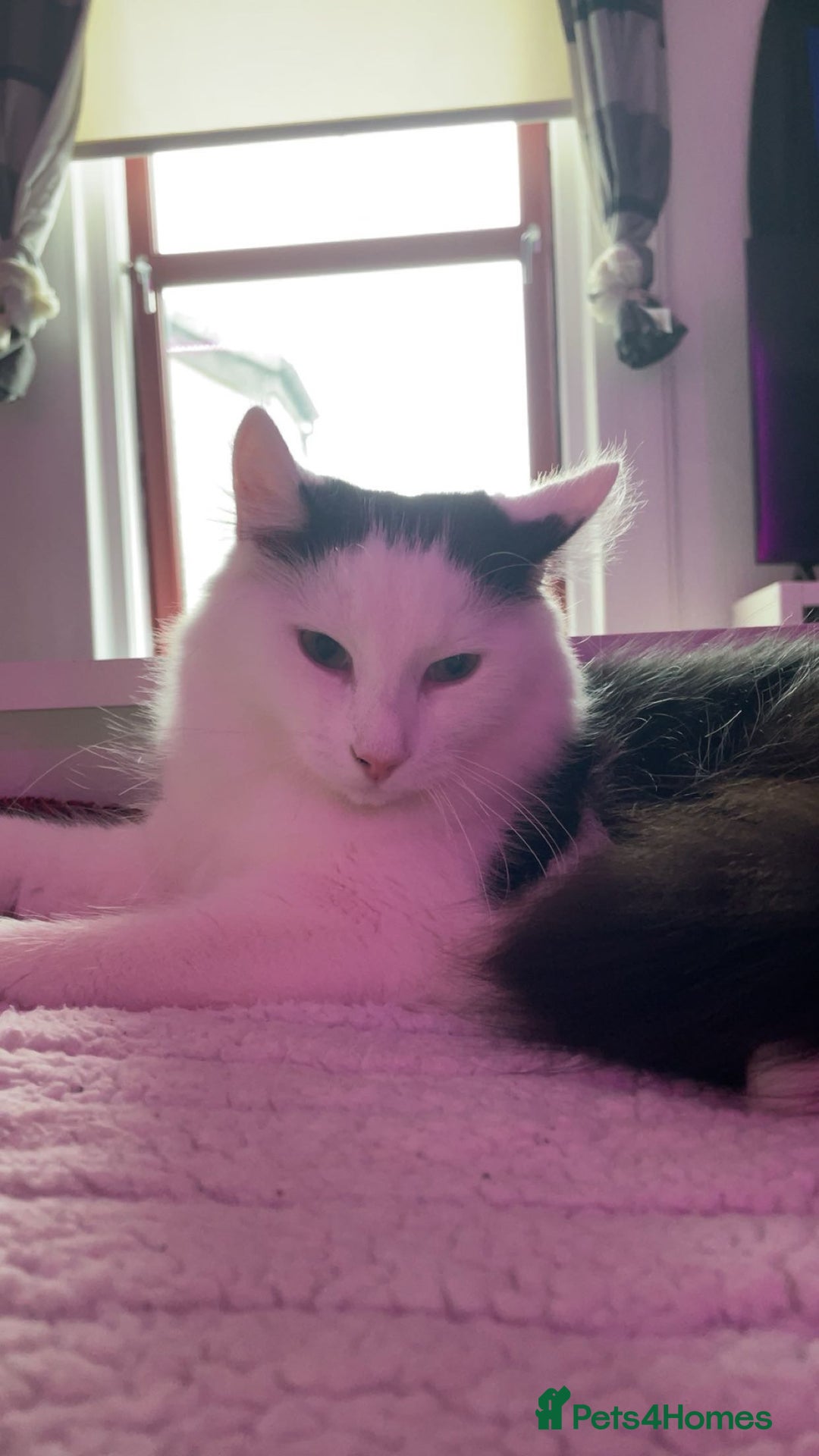 Mixed Breed cats for sale: urgent rehome - Advert 2