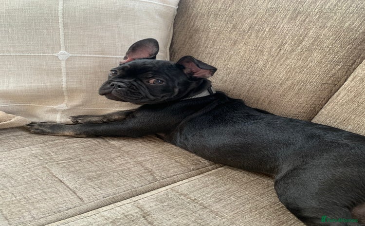 French Bulldog dogs - Advert 15