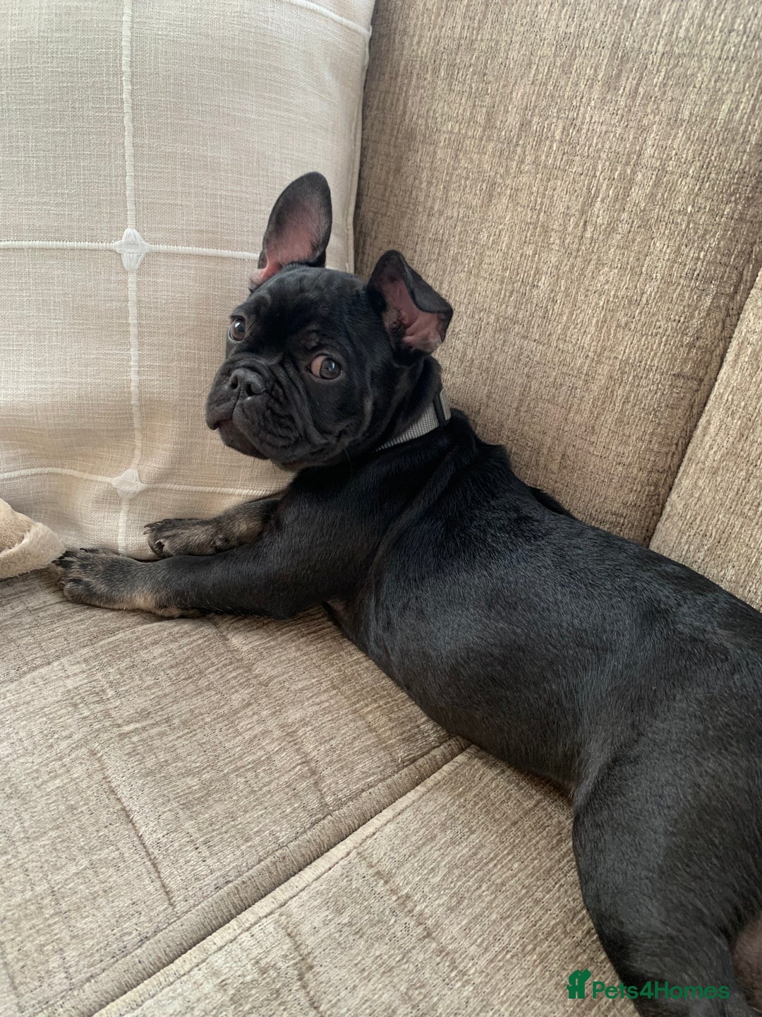 French Bulldog dogs for sale: Frenchie - Image 1