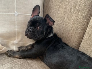 French Bulldog dogs - Advert 10