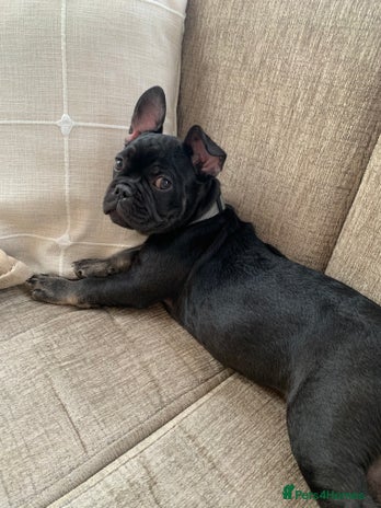 French Bulldog dogs - Advert 13