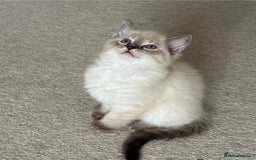 Ragdoll cats for sale: Kittens for sale  - Image 7