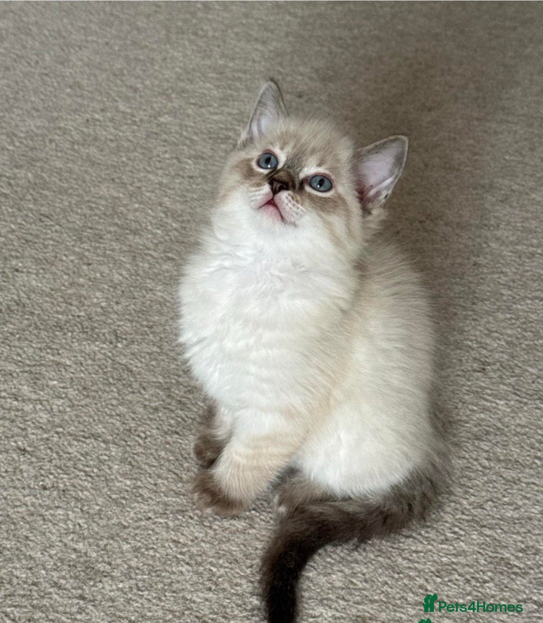 Ragdoll cats for sale: Kittens for sale  - Image 7