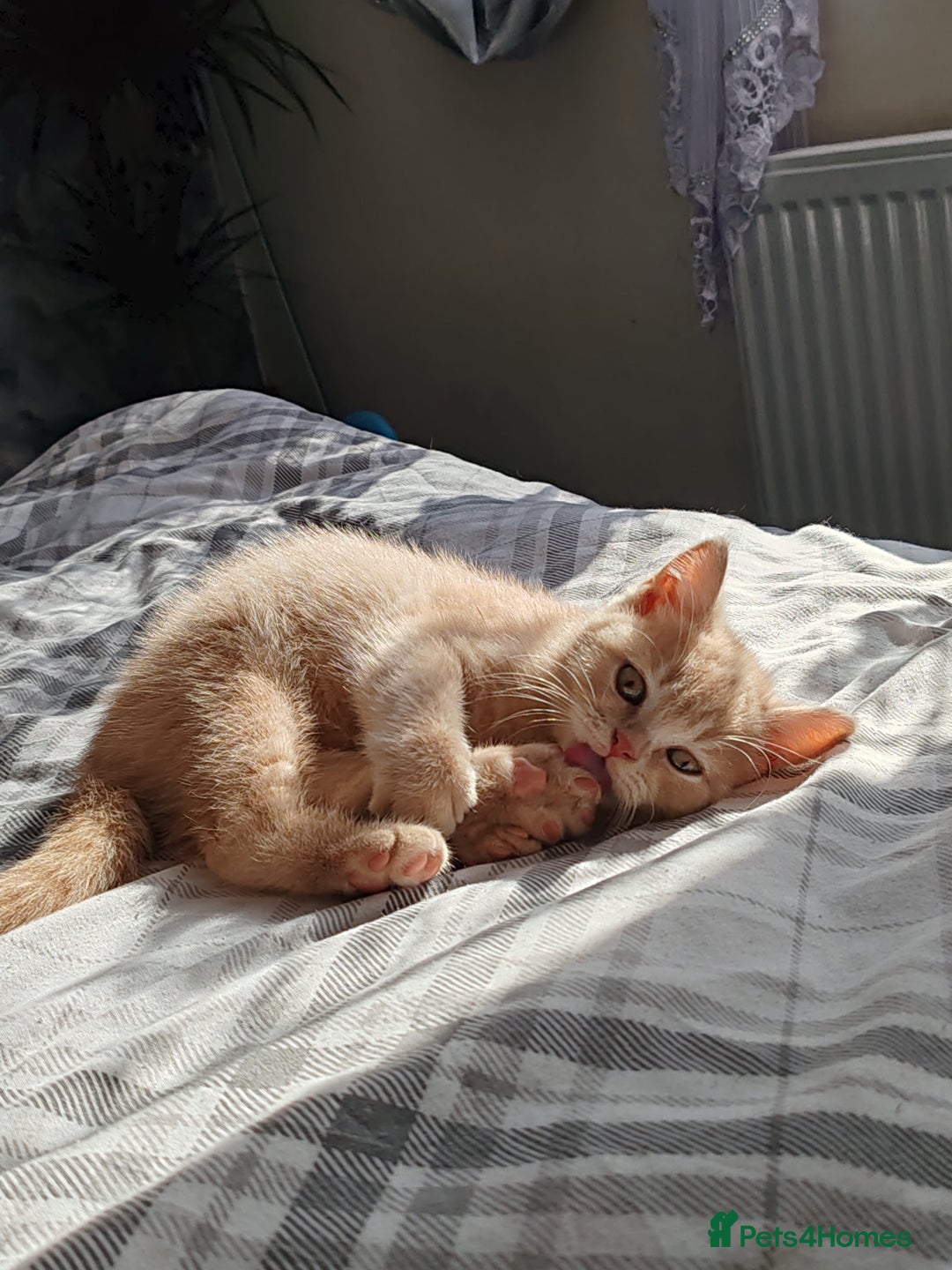 British Shorthair cats for sale: British shorthair kittens  - Image 6