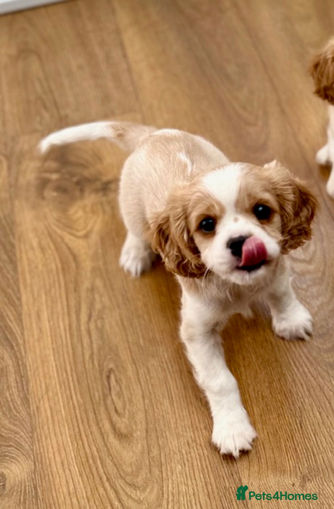 Cavalier King Charles Spaniel dogs for sale: 1 Adorable Cavalier King Charles Puppy for sale - Image 9