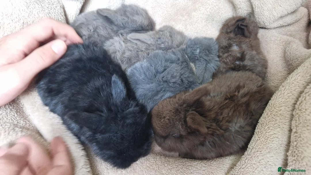 Mini Lop rabbits for sale: Mini Lop Baby Rabbits–Ready for Loving Homes - Advert 1
