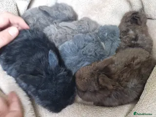 Mini Lop rabbits Mini Lop Baby Rabbits–Ready for Loving Homes - Advert 2