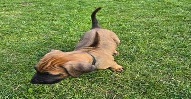 Rhodesian Ridgeback dogs - Advert 3