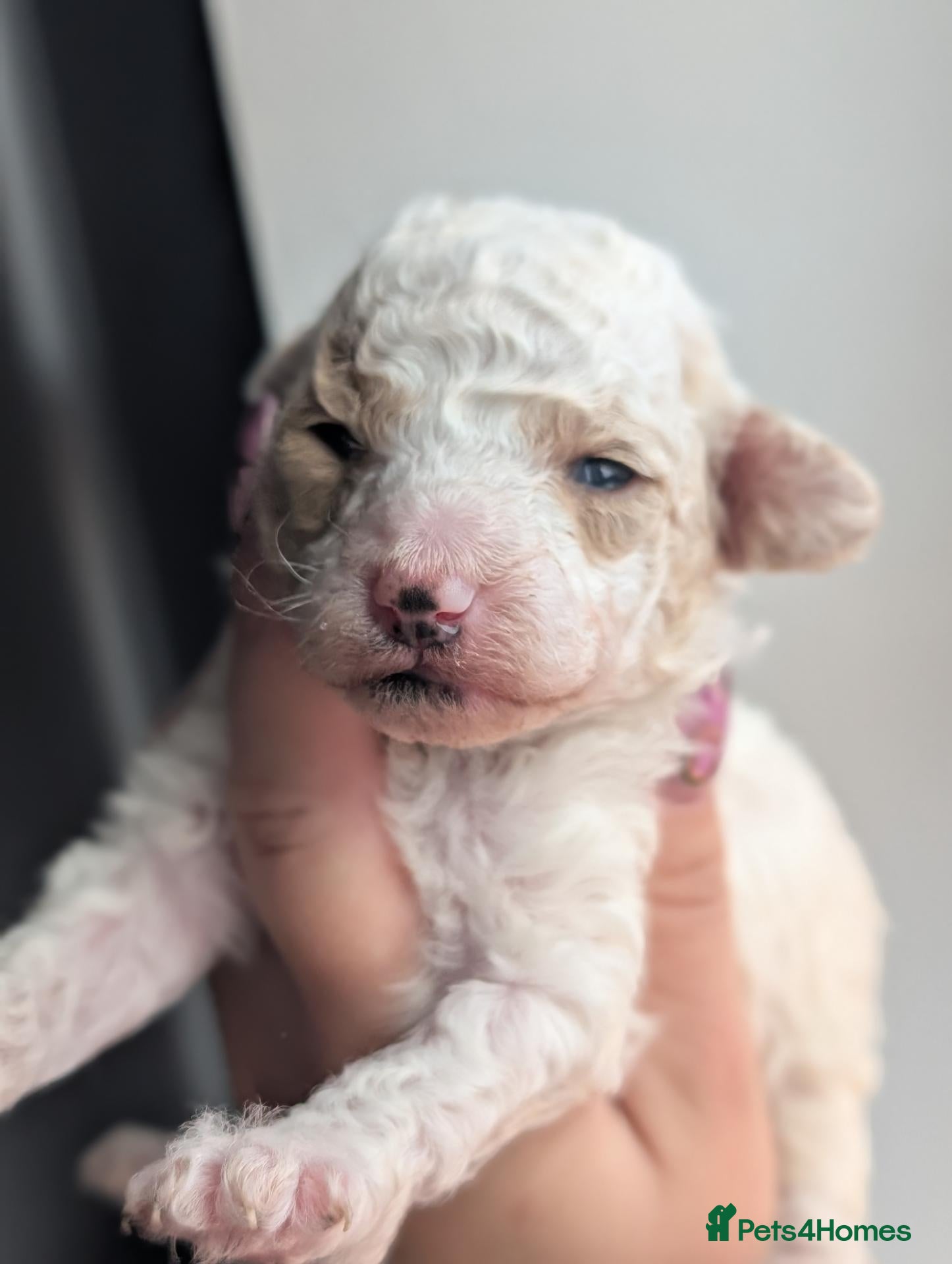 Toy Poodle dogs KC registered toy poodles  - Advert 14