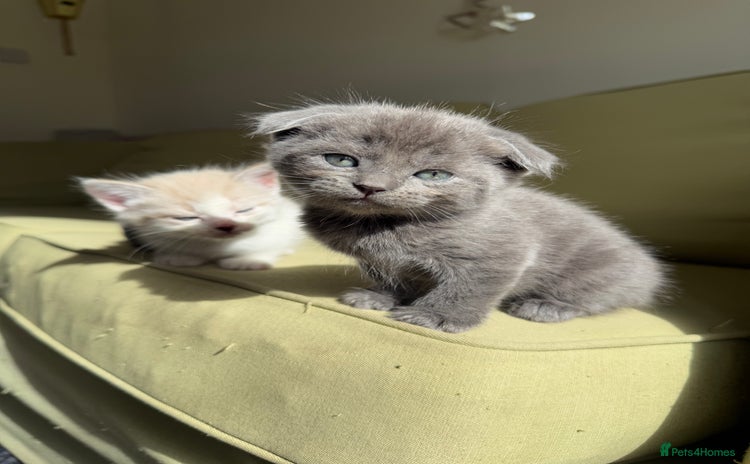 Scottish Fold cats - Advert 2