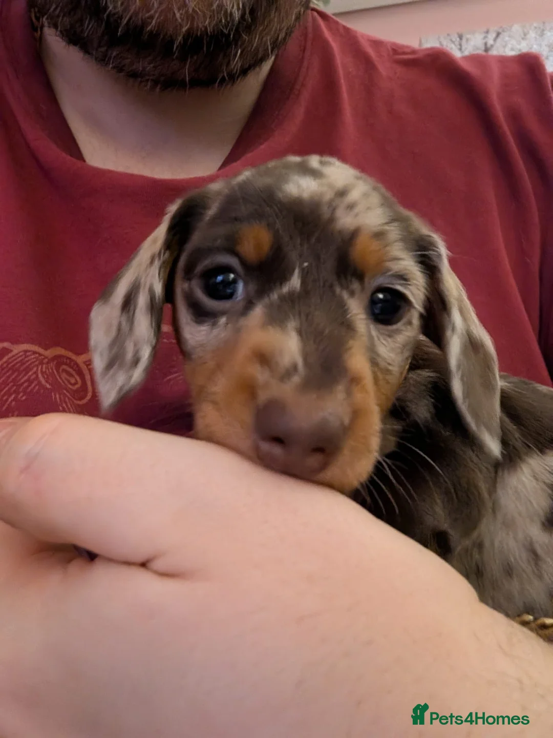 Miniature Dachshund dogs for sale: Miniature Dachshund Ready Now - Advert 36