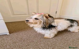 Yorkshire Terrier dogs for sale: Yorkshire terrier biewer  - Image 6