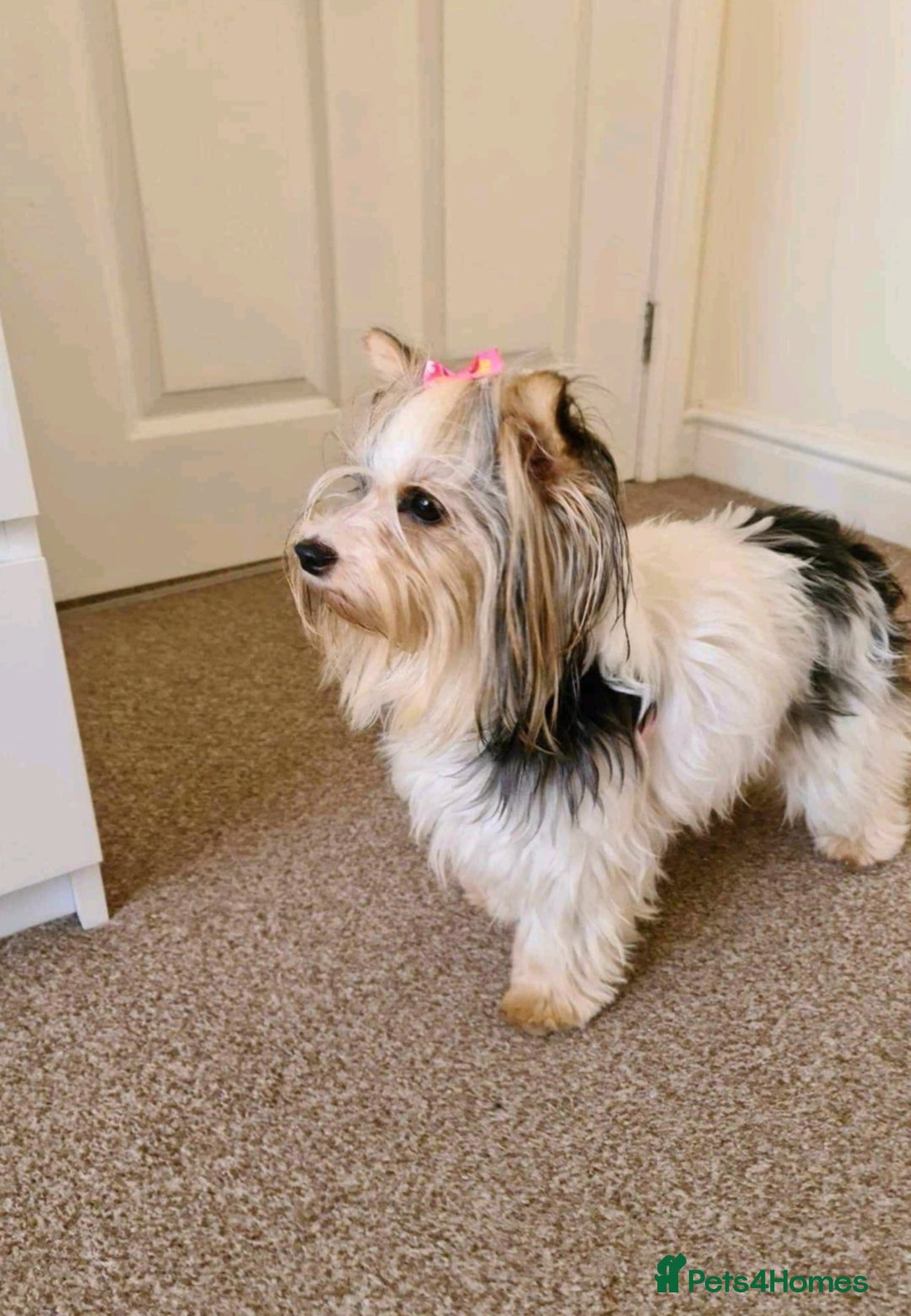 Yorkshire Terrier dogs for sale: Yorkshire terrier biewer  - Image 6