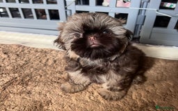Shih Tzu dogs for sale: Stunning KC chocolate imperial Shihtzu puppies - Image 24