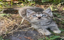 Perdoll cats for sale: Ragdoll cross kitten (all available)😻 - Image 11
