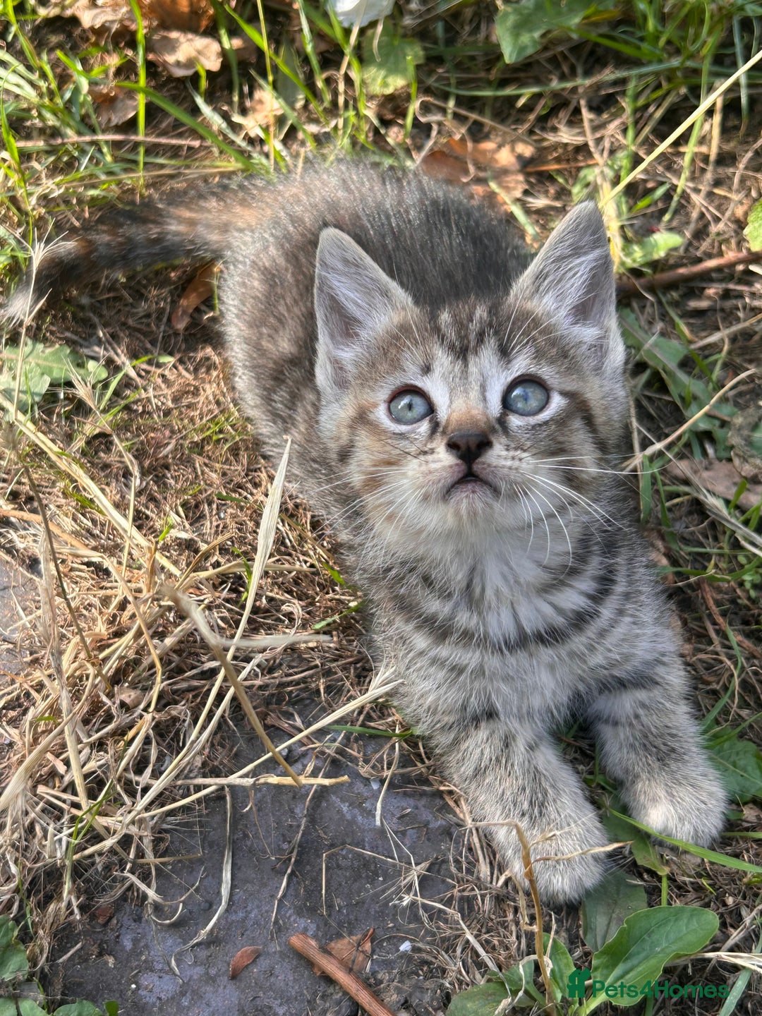 Perdoll cats for sale: Ragdoll cross kitten (all available)😻 - Image 11