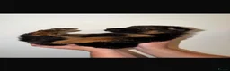 German Shepherd dogs for sale: German Shepard puppies  - Advert 9