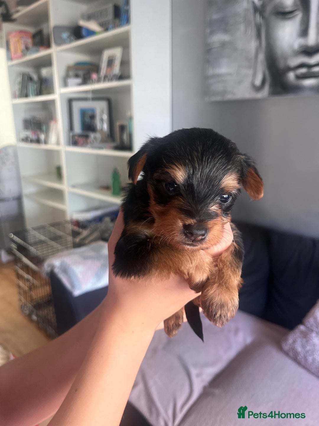 Yorkshire Terrier dogs for sale: 6 Yorkshire terriers for sale  - Image 5