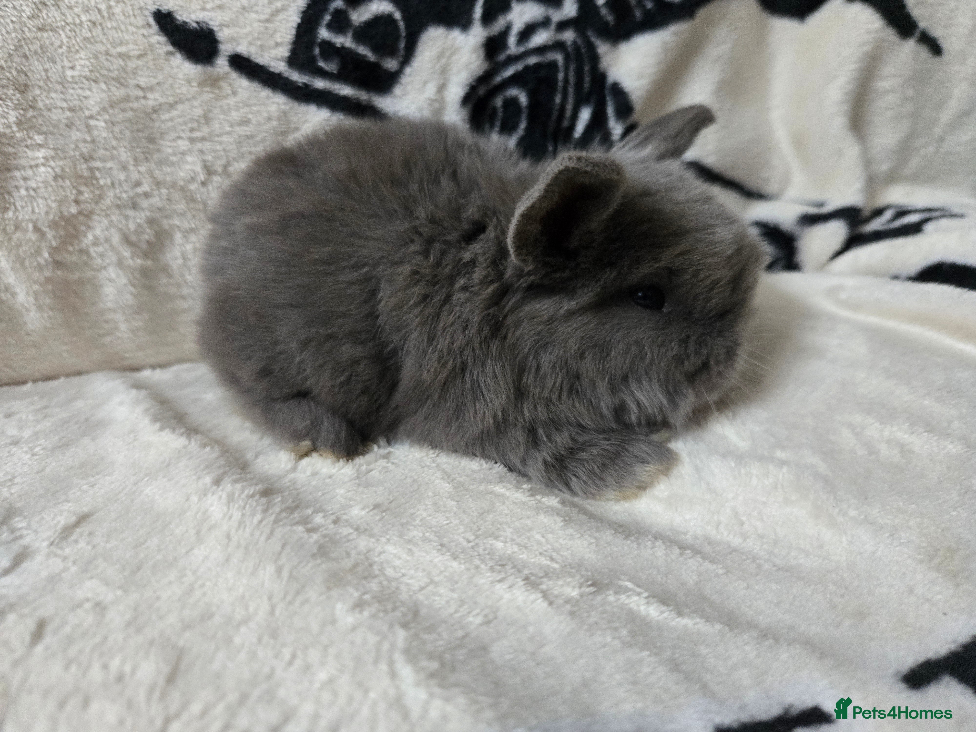 Mini Lop rabbits Absolutely stunning mini lop bunnies  - Advert 6