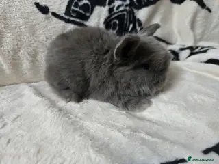 Mini Lop rabbits Absolutely stunning mini lop bunnies - Advert 6