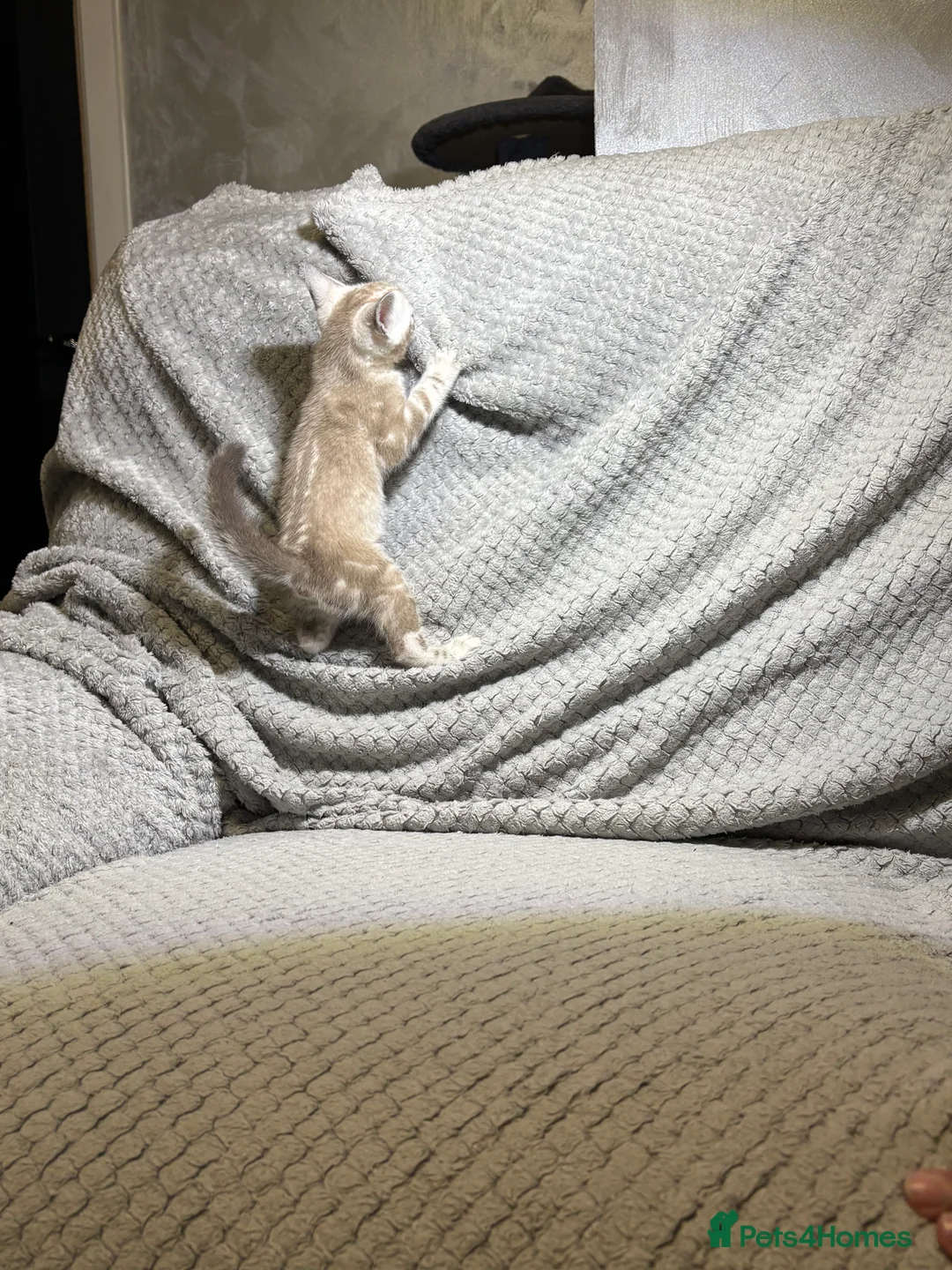 Bengal cats for sale: Bengal tiger kittens  - Advert 22