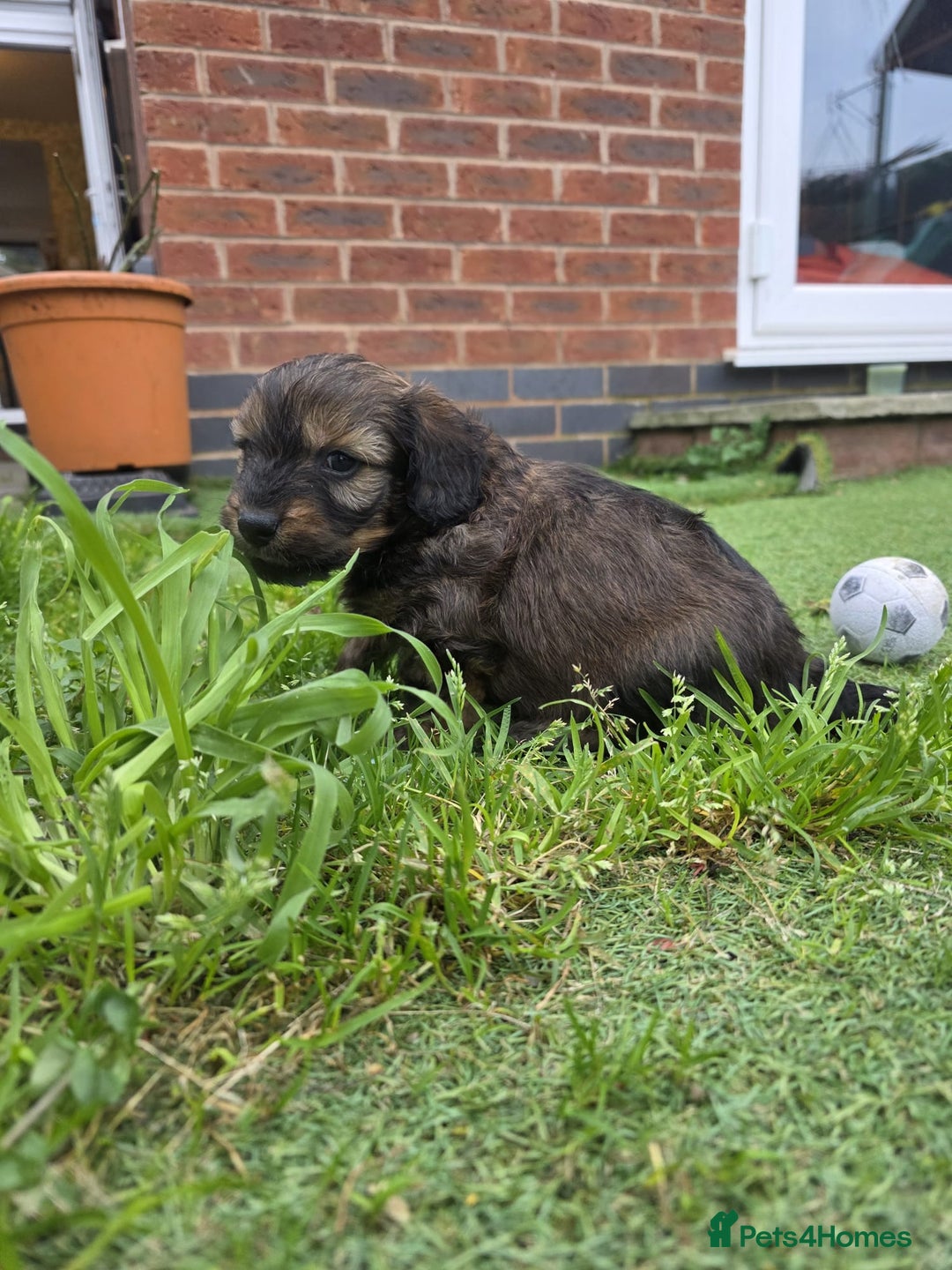 Mixed Breed dogs for sale: Miniature Dachshund x Bichon Havanese Puppies - Advert 15