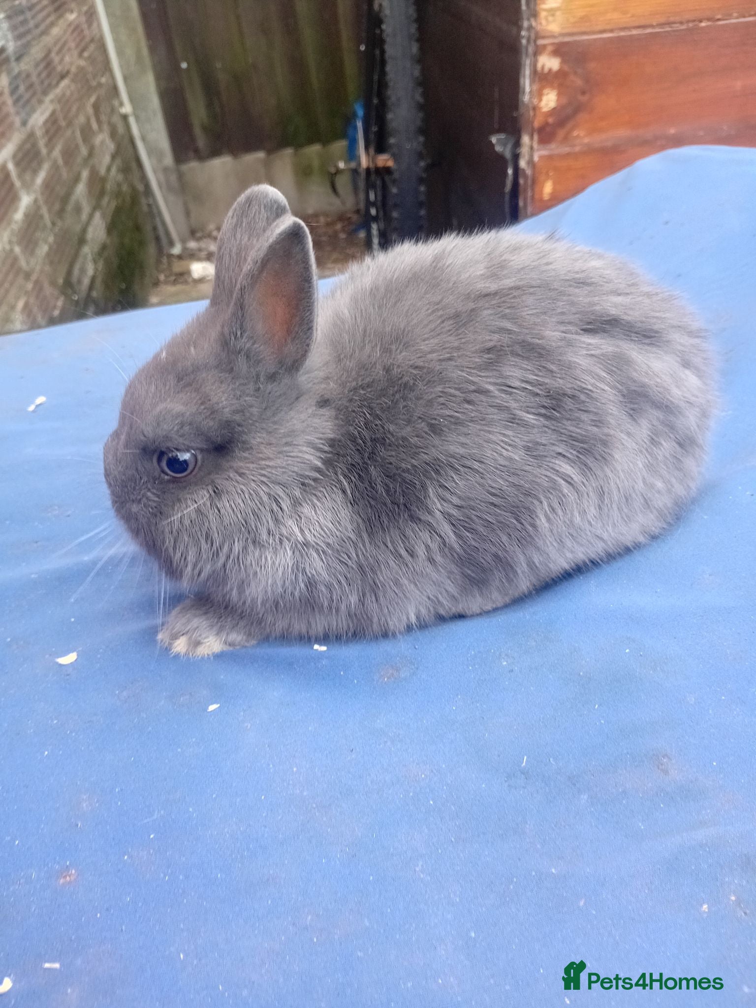 Netherland Dwarf rabbits Netherlands dwarf babys  - Advert 2