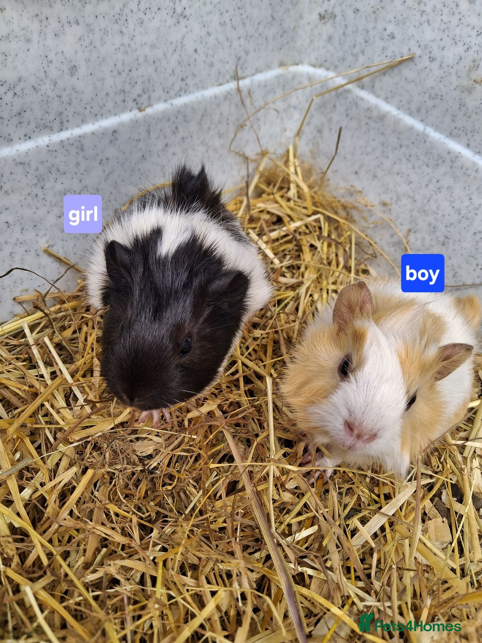 Guinea Pig rodents Full set up EVERYTHING - Advert 15