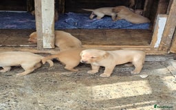 Labrador Retriever dogs for sale: Kc reg  yellow lab puppies 🐶  - Image 11