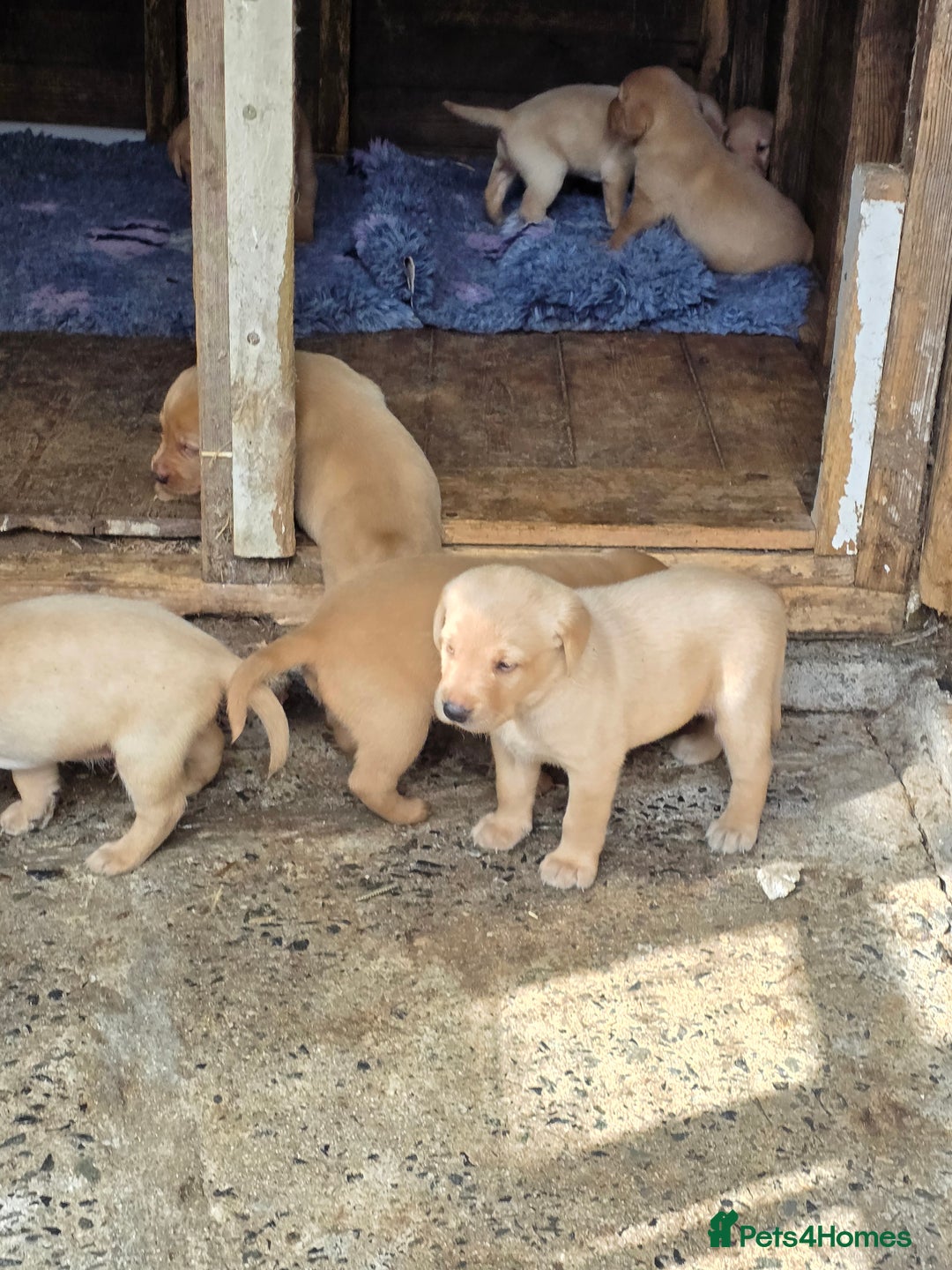 Labrador Retriever dogs for sale: Kc reg  yellow lab puppies 🐶  - Image 11