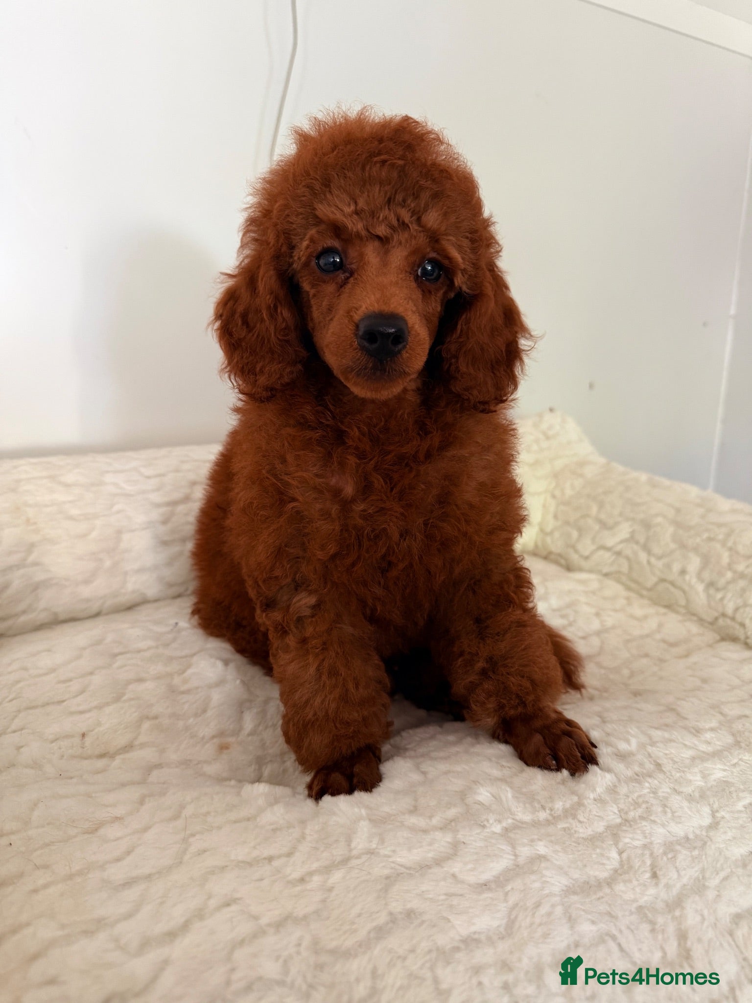 Toy Poodle dogs Kc reg, fully DNA clear, deep red.  - Advert 1