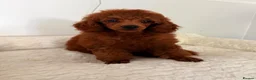 Toy Poodle dogs for sale: Beautiful babies available.  - Advert 7