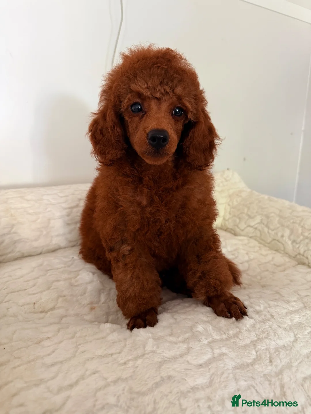 Toy Poodle dogs for sale: Beautiful babies available.  - Advert 7