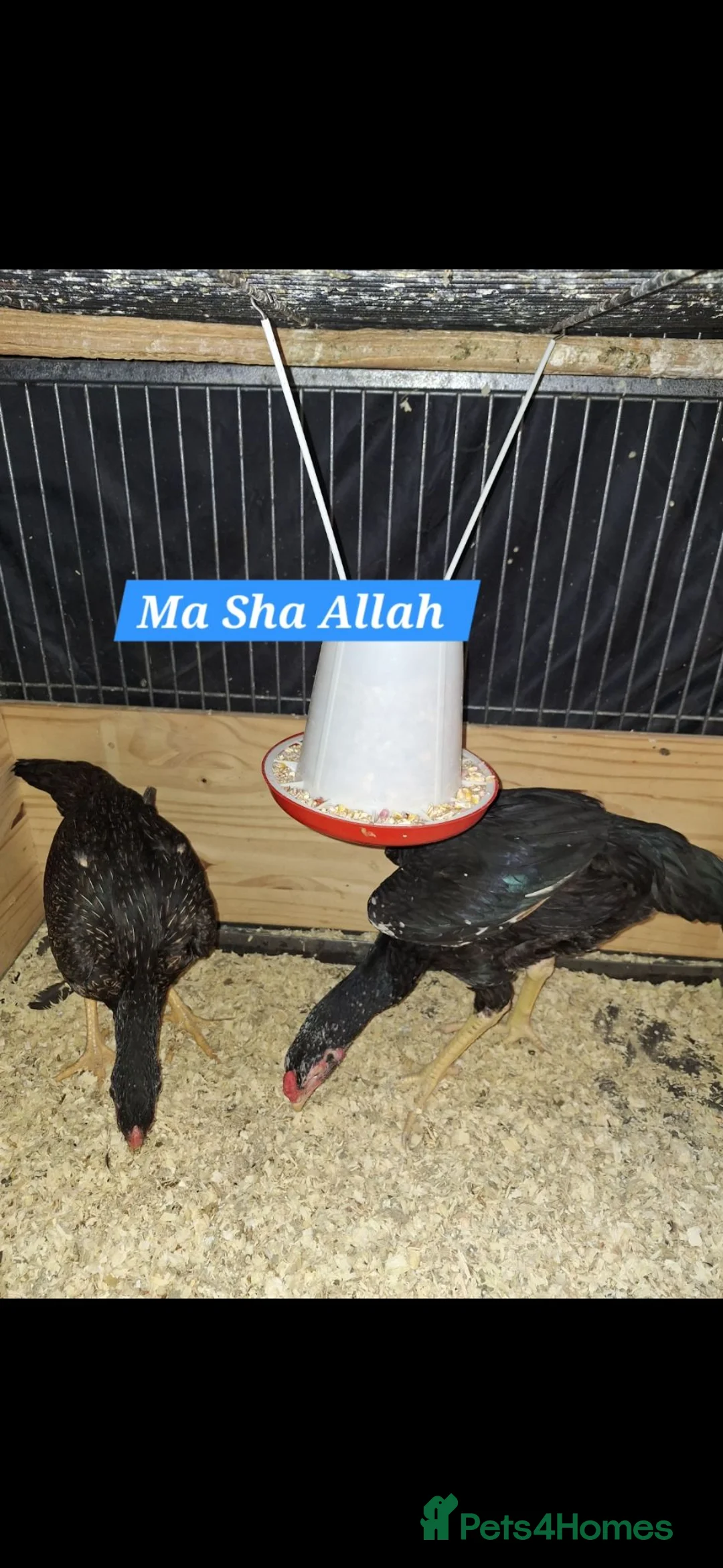 Chickens poultry for sale: Aseel  - Advert 2