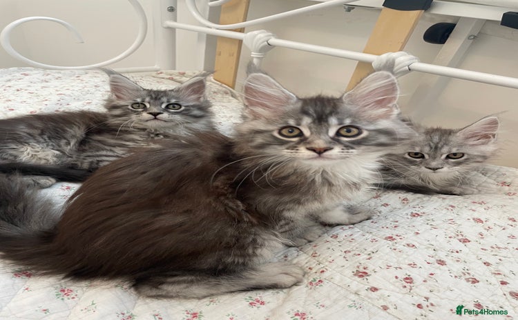 Maine Coon cats - Advert 10