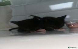 Siamese cats for sale: Tiny🥹half siamese kittens for sale ready to leave - Image 6
