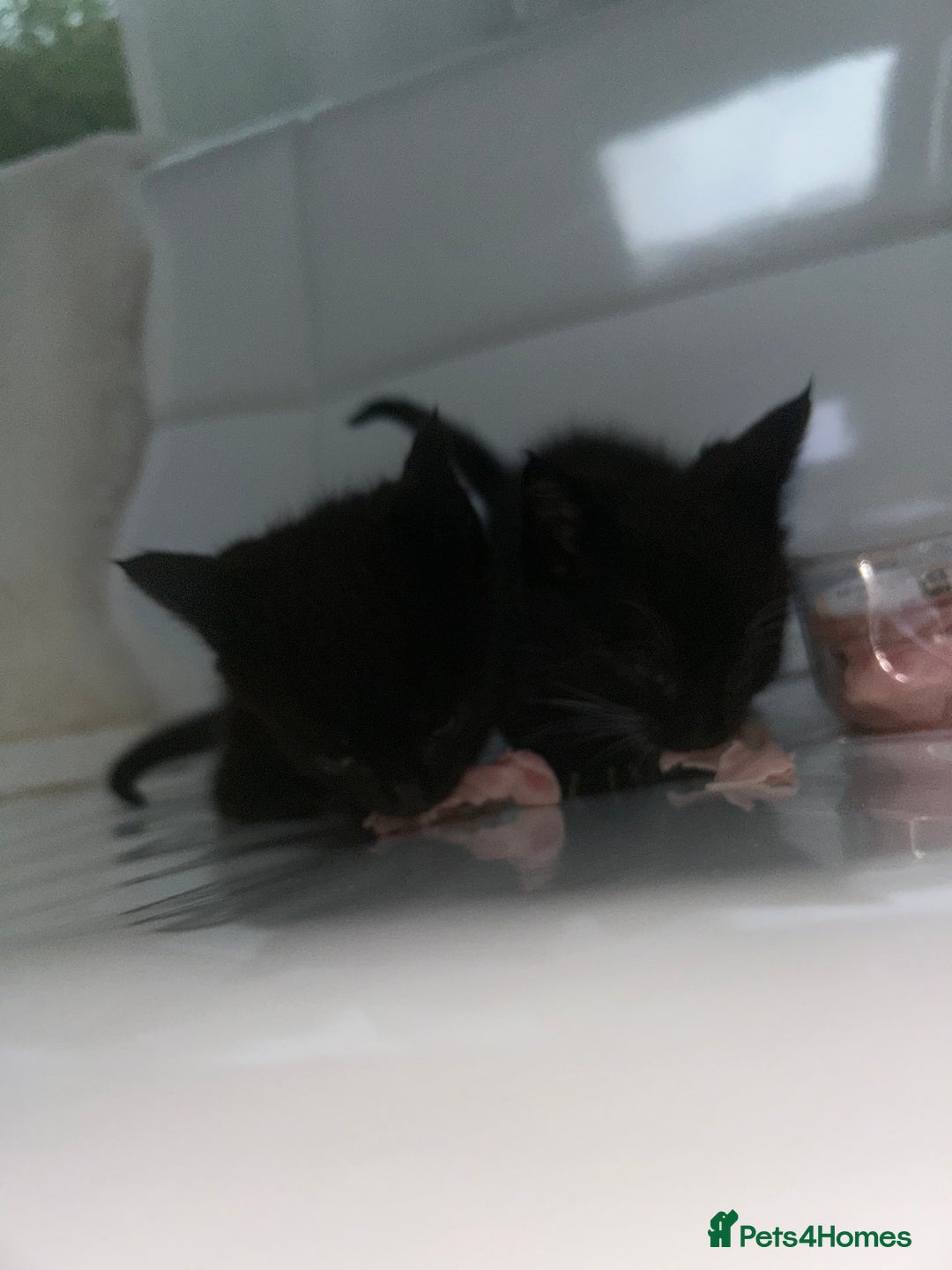 Siamese cats for sale: Tiny🥹half siamese kittens for sale ready to leave - Image 6