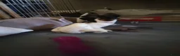 Jack Russell dogs for sale: Beautiful jack Russell puppies  in Bridgwater - Advert 6