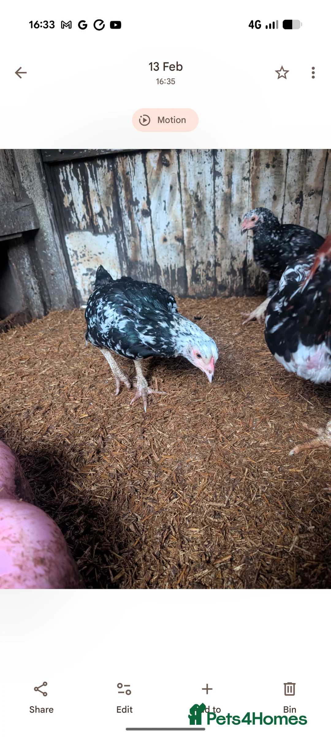Chickens poultry for sale: Aseel x shamo in Keighley - Advert 6