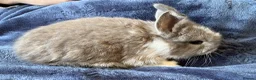 Mini Lop rabbits for sale: Pure bred mini lop bunnies - Advert 20