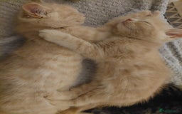Persian cats for sale: PERSIAN MIX KITTENS 9 weeks old ready to leave.  - Image 4