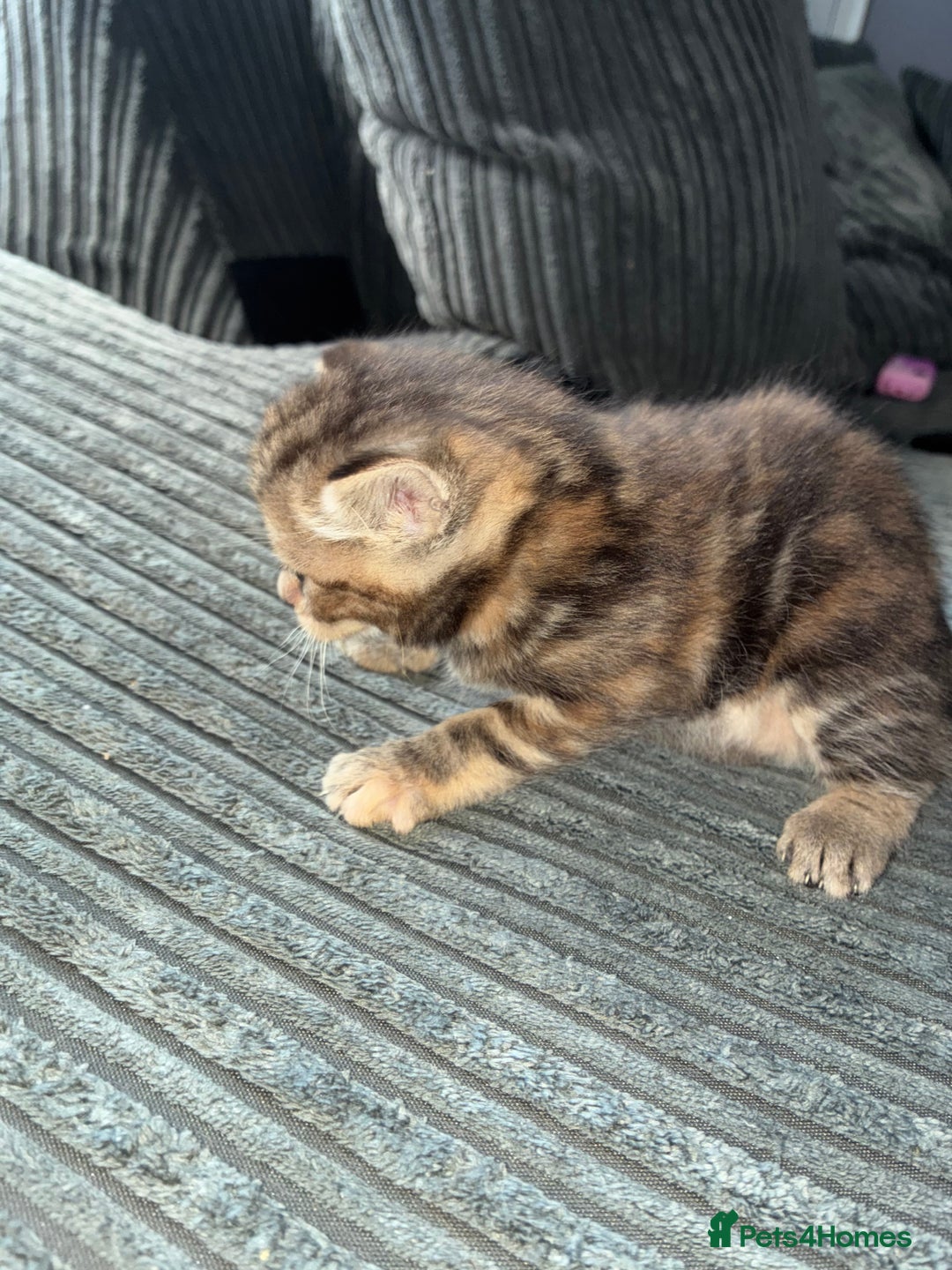 British Shorthair cats for sale:  British shorthair / American bobtail - Image 6
